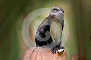 Campbell`s mona monkey or Campbell`s guenon monkey, Cercopithecus campbelli, in nature habitat. Animal forest. PRimate from Ivo