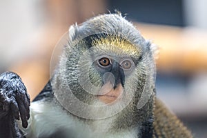 The Campbell`s mona monkey Cercopithecus campbelli.