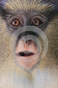 Campbell's mona monkey photo