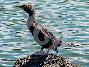 Campbell shag Leucocarbo campbelli perched on a rock, Western