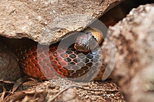 Campbells milk snake (lampropeltis triangulum campbelli) photo