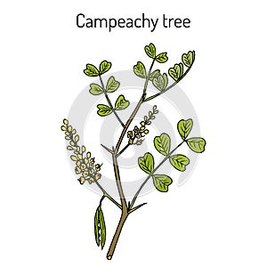 Campeachy tree Haematoxylum campechianum , medicinal plant