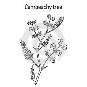 Campeachy tree Haematoxylum campechianum , medicinal plant