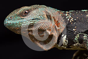 Campeche spiny-tailed iguana Cachryx alfredschmidti