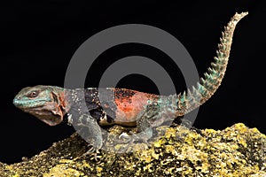 Campeche spiny-tailed iguana Cachryx alfredschmidti