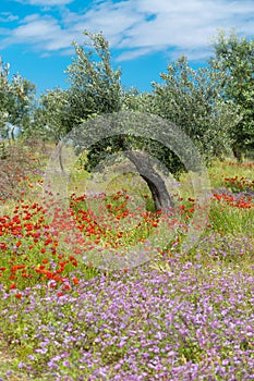 Campestral flowers bloom in a field in Puglia photo