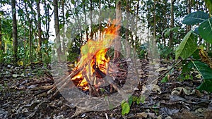 A campfire in the middle of the forest