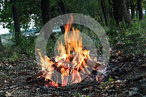 Campfire in nature. power of fire. flames devour wood. power of fire. fire. photo