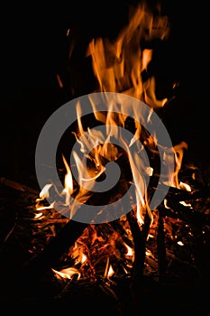 Campfire in the woods