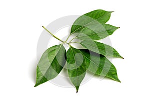Camphor branch green leaves isolated on white background.top view,flat lay