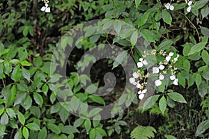 Camphor flower-Cinnamomum camphora