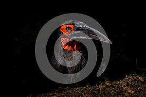 Camphor hornbill Bucorvus leadbeateri in nature