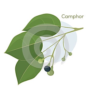 Camphor laurel branch.