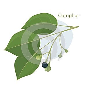 Camphor laurel branch. photo