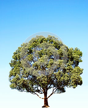 Camphor tree photo