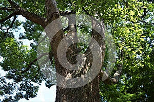 A camphor tree
