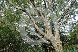 Camphor tree, adobe rgb