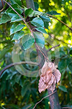 Camphor Tree Dry Leaves: Uttarakhand, India