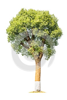 Camphor tree isolated photo