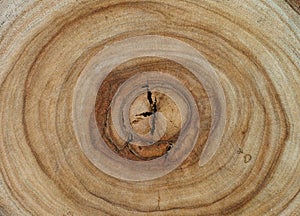 Camphor wood tree rings texture