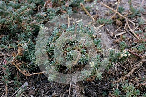 Camphorosma monspeliaca, Chenopodiaceae