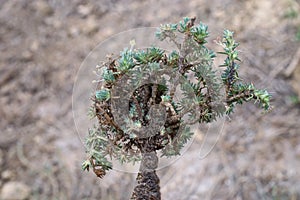 Camphorosma monspeliaca, Chenopodiaceae