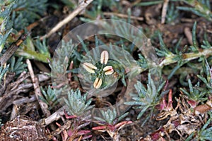 Camphorosma monspeliaca, Chenopodiaceae