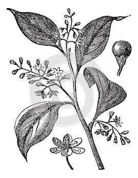 Camphrier officinal or Camphora officinarum vintage engraving photo