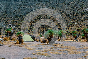 Camping against a mountain background, Mount Kenya National Park