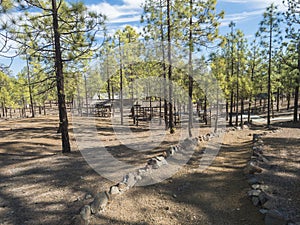 Camping area with huts at campsite Campamento Madre del Agua in Pine tree forest near town Vilaflor. photo