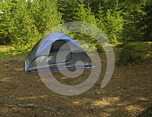 Camping Among The Evergreen Trees