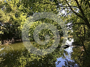 Camping. Forest fairy tale. River bank. Dense foliage in the trees.