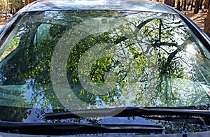Camping in the forest, tree reflection on the windshield