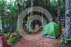 Camping ground in the Pine Forest location in Kebun Rojo, East Java, Indonesia