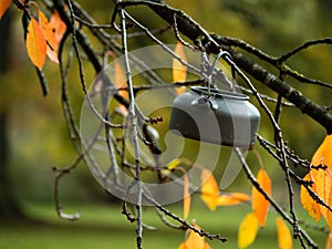 Camping kettle hanging in autumn tree branches