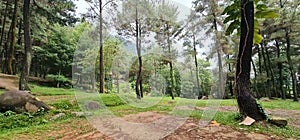 camping pines forest nature tree scenary tropic hiking tracking rest recreation holiday backtonature 
mount pancar