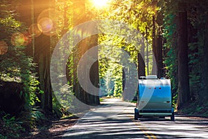 Camping in Redwoods