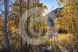 Camping site amongst golden aspens and grass photo