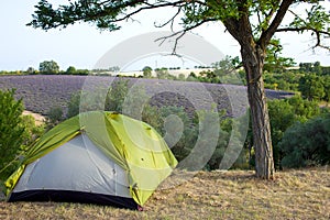 Camping tent by lavender fields, Provence, France.