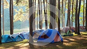 Camping and tent under pine forest near lake with beautiful sunlight