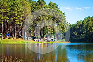 Camping and tent under the pine forest