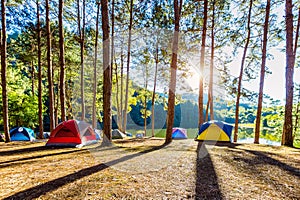 Camping tents under pine trees with sunlight at Pang Ung lake, Mae Hong Son in THAILAND