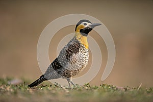 Campo flicker, Colaptes campestris