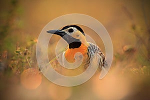 Campo Flicker, Colaptes campestris, exotic woodpecker in the nature habitat, bird sitting in the grass, yellow and black head photo