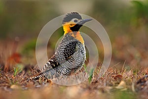 Campo Flicker, Colaptes campestris, exotic woodpecker in the nature habitat, bird sitting in the grass, yellow and black head, Mat
