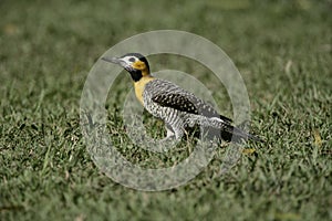 Campo flicker, Colaptes campestris photo