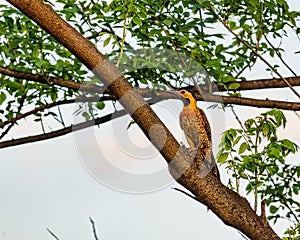 Campo Flicker woodpecker bird - Colaptes campestris - on tree branch