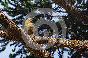 Campo Flicker woodpecker photo