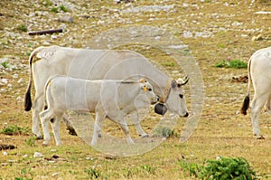 Campo Imperatore, grassy pasture, cows, Abruzzo, Italy