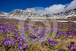 Campo Imperatore with violet crocus flowering
